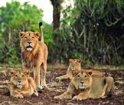 Five Asiatic Lions Die in Gir Forest, Babesia Infection Suspected