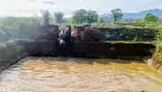 Forest Officials Rescue Four Elephants from Pond in Odisha's Angul