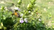 Forgotten Indian Plants That Attract Bees Better Than Expensive Flowers