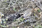 Four Cheetah Cubs Found Dead in Kuno National Park, Suspected Leopard Attack