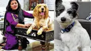From Abandoned to Adored: Rescued Dogs Find Loving Homes and Families