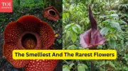 From Corpse Flower to Ghost Orchid: 7 Unique Flower Species That Draw Travelers