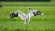 From Flamingos to Siberian Cranes: 6 Stunning Migratory Birds in India
