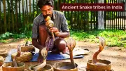 From Sapera to Irulas: Famous Snake Tribes of India That Fascinate Global Travelers