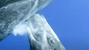 From Seals to Whales: 7 Animals with the Thickest Milk on Earth