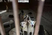 Ghaziabad: Stray Dogs Not Marked Aggressive Despite Bite Rules