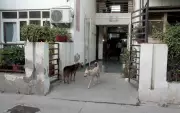 Ghaziabad ward achieves 100% sterilisation of stray dogs, a first in UP