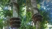 Giant Indian Rock Python Climbing Tree Goes Viral, Amazes and Terrifies Viewers