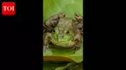 Goa Forest Dept Cracks Down on Bullfrog Poaching Amid Monsoon