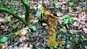 Goa Forest Minister Rules Out Poaching in Tiger Death, Cause Inconclusive