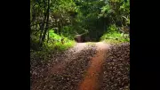 Goa Forms Taluka-Level SITs to Recover Reserved Forest Lands Allotted Illegally