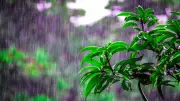Goa Gets First Pre-Monsoon Showers, CM Reviews Preparedness