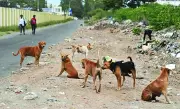 Goa Government Drafts Action Plan to Tackle Stray Dog Menace