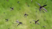 Google to Release Millions of Mosquitoes in California and Florida