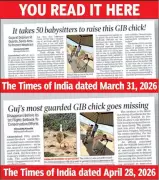 Great Indian Bustard Chick Feared Dead as Predation Suspected in Gujarat