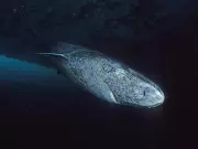 Greenland Shark: 500-Year-Old Predator That Outlives Nations