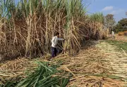 Gujarat Govt Approves Sugarcane Prices, Saves Cooperatives Rs 1,500 Crore