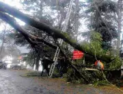 Hanging Trees on Palampur-Kangra Road Risk Commuters' Lives