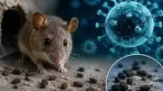 Hantavirus Alert: Kitchen Mistakes That Attract Rodents and Invite Rats Indoors