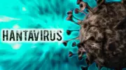 Hantavirus Outbreak on Cruise Ship: 8 Infected with Andes Virus, WHO Says