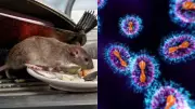 Hantavirus Outbreak on Dutch Cruise Ship: WHO Confirms Cases, Tracing Underway