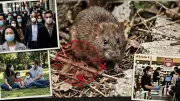 Hantavirus vs Covid-19: Why Experts Say It Won't Become Another Pandemic