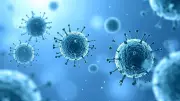 Hantavirus: What You Need to Know About Transmission, Symptoms, and Prevention