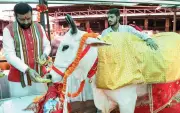 Haryana CM announces measures to protect indigenous cows, manage strays