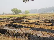 Haryana Farm Fires Reach Five-Year High Despite Bans