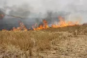 Haryana Sees 92% Spike in Farm Fire Cases in 2026