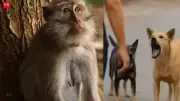 Heatwave Sparks Surge in Dog and Monkey Bites in UP's Sambhal District