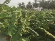 Heavy Summer Showers Wreak Havoc in Coimbatore and Krishnagiri Districts