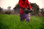 Himachal Firm, Faridkot Dealer Booked in Fake Fertiliser Pesticide Racket
