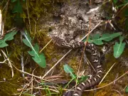 Himalayan Pit Viper Revealed as Five Distinct Species After 160 Years