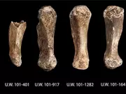 Homo Naledi Discovery: Unearthing Secrets in South Africa's Rising Star Cave