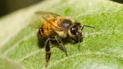 How a 1957 Lab Mistake Created the World's Most Feared Honey Bees