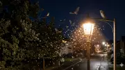 How Artificial Light at Night Disrupts Wildlife and Ecosystems