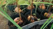 How to Grow Avocado Plant in a Pot: Step-by-Step Guide for Beginners