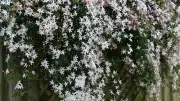 How to Grow Fragrant Jasmine on Your Indian Balcony