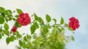 How to Grow Hibiscus Flowers Throughout the Year: 6 Easy Tips