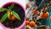 How to Grow Persimmon Trees in Containers: A Step-by-Step Guide