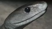 How to Identify a Black Mamba Snake in Your Home and Garden