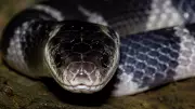 How to Identify a Deadly Krait Snake: Key Signs and Symptoms