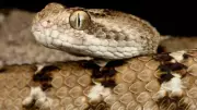 How to Identify a Saw-Scaled Viper: Features, Habitat, and Behavior