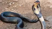 How to Identify the Chandranaag: Key Features of the Monocled Cobra