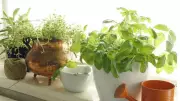 How to Start a Kitchen Herb Garden in Indian Apartments