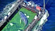Humpback whale rescued off German coast released into North Sea near Denmark