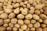 ICAR-CPRI Resumes Tissue Culture of Kufri Bahar Potato Variety