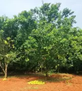 IIHR Develops New Pummelo Variety Arka Siva to Revive GI-Tagged Fruit