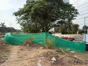 IIT-B Team Visits Navi Mumbai Site to Save Trees from Underpass Project